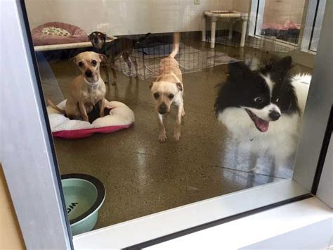 Sac county animal shelter - Front Street Animal Shelter - City of Sacramento, Sacramento, California. 198,307 likes · 4,704 talking about this · 12,408 were here. Are you looking... 